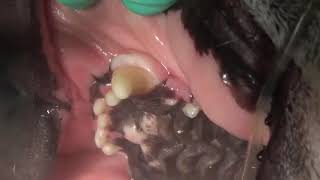 Veterinary Dentist SHOWS the Gingival Hyperplasia Excision in a Brachycephalic Dog [upl. by Bashuk991]