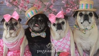 Cutest Pugs Easter Photo Shoot [upl. by Trust81]