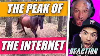 Horse kicks tree farts on dogs then runs away  RockBand Pals Reaction [upl. by Inalem]