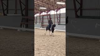 Western Dressage Test wMasque wdaa westerndressage gypsyvanner [upl. by Atenek]