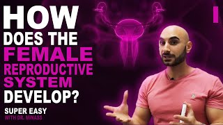 Embryology of the Female Reproductive System I Easy to Understand [upl. by Eerahc]