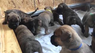 Bullmastiff Puppies [upl. by Berte]