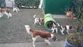 Kooikerhondje Welpen 9 Wochen spielen [upl. by Lalib]