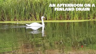 an afternoon on a Fenland drain  Coarse fishing UK [upl. by Yelekreb]