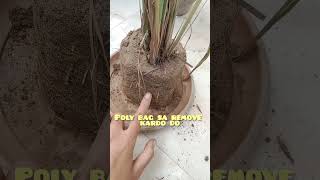 benefits of lemon grass grow ampcaregardeninglovers lemongrass garden viralshortsl trendingviral [upl. by Tillman]