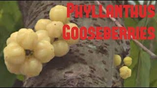 Star Gooseberry Lao Gooseberry Amla  Weird Fruit Explorer Ep 37 [upl. by Einnej]