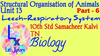 10th std Biologyunit 13 Structural organisation of animalsLeech respiratory systemSamacheer Kalvi [upl. by Nitfa]