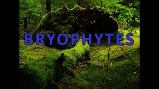 Bryophytes [upl. by Lianna]