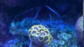 Cleaner Shrimp Cleans Lawnmower Blenny [upl. by Dermot]