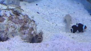 Viral Crazy Battle Between A Jawfish and a Goby [upl. by Selin]