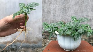 Unexpectedly propagating the Fittonia plant from leaves took root so much [upl. by Anival]