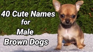 40 Cute Names for Male Brown Dogs Pet Names for Brown Dogs [upl. by Ecnerwal]