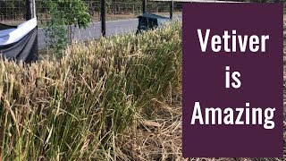 Vetiver  Stop Erosion and Build Topsoil [upl. by Tybie]