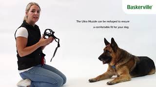 How To Fit the Baskerville Ultra Muzzle  Muzzle Training [upl. by Kirby87]