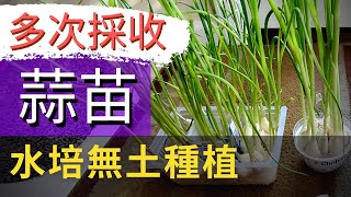 【水培蒜苗】不同大蒜水培實驗對照【如何種植蒜苗】室內小家庭無土快速種植新鮮蔬菜室內無土種植水耕蒜苗水耕蔬菜室內種菜水培蔬菜無土栽培室內水培大蒜苗再生蔬菜不用種子直接種以菜生菜 [upl. by Navad324]