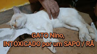 GATO INTOXICADO POR SAPO  Nosso Gato NINO foi intoxicado enquanto brincava com um Sapo [upl. by Nrublim]