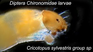 Cricotopus sylvestris group sp larvae [upl. by Aizat28]