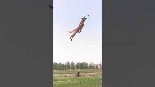 My Bernese Mountain Dog vs A Malinois😂  bernesemountaindog belgianmalinois funnydogvideos [upl. by Norud]