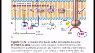 Electron flow in sulfur chemolithotrophic bacteria [upl. by Nosnarb]