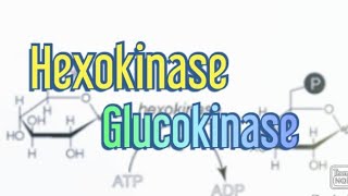 Hexokinase Glucokinase Biochemistry [upl. by Nettirb]