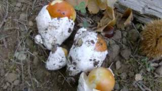 Funghi Ovuli  Amanita Caesarea  mushroomOvolo Buono  Porcini wmv [upl. by Kcod743]