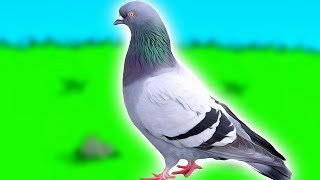 How to become a pigeon and escape life forever [upl. by Boccaj]