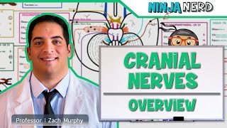 Neurology  Cranial Nerves Overview [upl. by Otina]