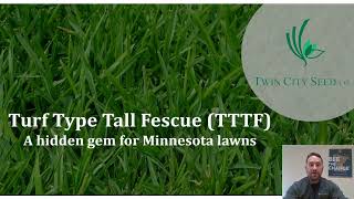 Tall fescue  the hidden gem of coolseason turfs [upl. by Fontes625]