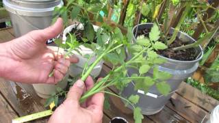 How to Easily Clone Tomatoes and Root Tomato Suckers  The Rusted Garden 2013 [upl. by Ydnir223]