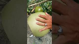 new style of calabash miracle fruit opening skills [upl. by Warford]