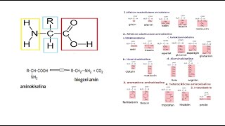 Katabolizam aminokiselina dekarboksilacija [upl. by Nylaj]