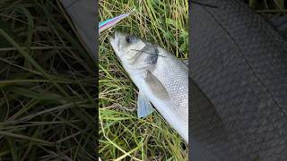 Rapala Precision Extreme Mavrik 110 brancin spigola seabass rapalamaverik110 [upl. by Jobina140]