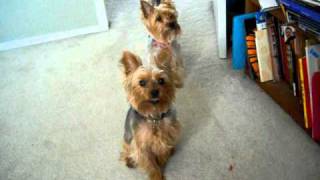 Yorkie Barking at barking dog on computerVery cute [upl. by Naegem]