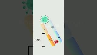 Antibody  Immunoglobulin structure and function  animation  science immunology [upl. by Yuht103]