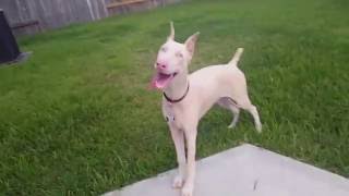 The white doberman pinscher [upl. by Gitel660]