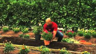 How to Plant Perennial Gardens [upl. by Nanoc]