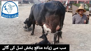 Cholistani x Holstein Fresian  Most Profitable Dairy Cow of Pakistan [upl. by Otrebilif4]