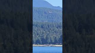 Ferry tour from comox toPowell river saltery bay nature wounder Vancouver island Canada 🇨🇦 subscribe [upl. by Neetsuj]