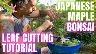 Double Ramification on Japanese Maple Bonsai [upl. by Raynor663]