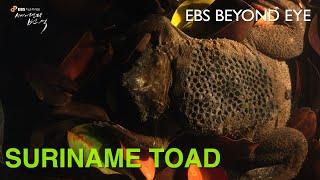 The Life and Reproduction of Suriname Toads  EBS Nature Documentary [upl. by Hairakcaz889]