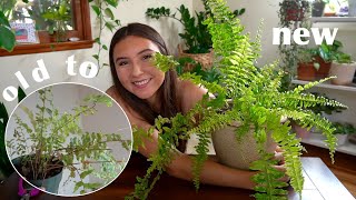 How I Didn’t Kill My Boston Fern [upl. by Nolahs]