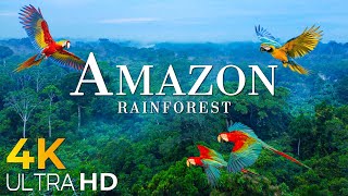 Amazon 4k  The World’s Largest Tropical Rainforest Part 2  Jungle Sounds  Scenic Relaxation Film [upl. by Ahsuatal648]