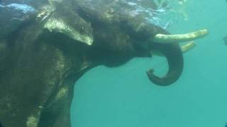 Swimming elephant [upl. by Ralston]