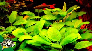 Cycling a Planted Aquarium Biological Filter [upl. by Auohs239]