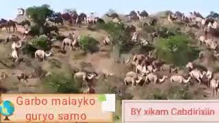 Geela garbo malayko iyo guryo samo Gobolka somali Galbeed Somalia [upl. by Eelyram]