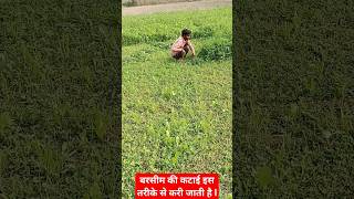 बरसीम की कटाई इस तरीके से करी जाती है l 🤔 Barseem ki kheti shots viral shortsyoutube farming [upl. by Yeldud]