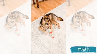 GERMAN SHEPHERD HUSKY DESTROYS HIS NEW TOY IN ONE DAY [upl. by Eislel535]