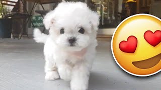 Bichon frise PUPPY is the cutest [upl. by Yhtak33]