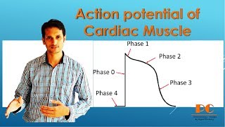 Electrophysiology of Heart  Action Potential of cardiac Muscles  Pharmacology 5th semester [upl. by Krefetz]