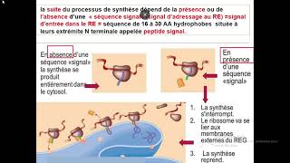 Le système endomembranaire [upl. by Laubin]